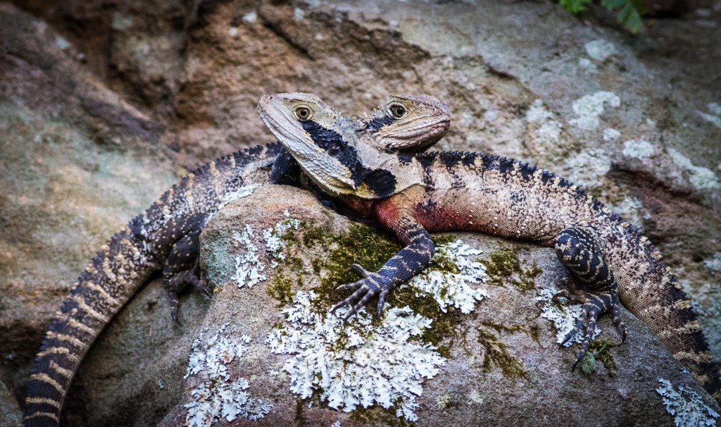 two lizards on a rock