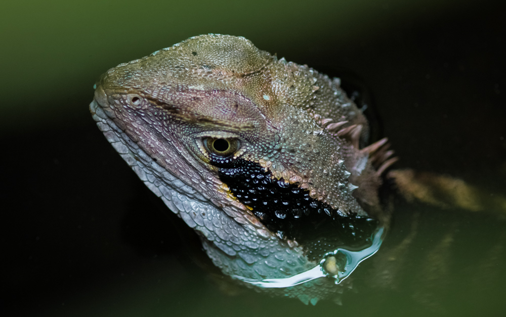 Eastern Water Dragon with is head the only part of its body not submerged in water