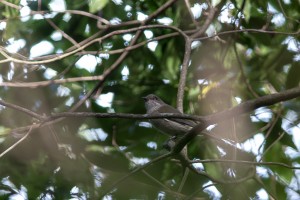 the Golden Whistler in the tangle of branches