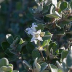 Getting to know plant families, Rutaceae